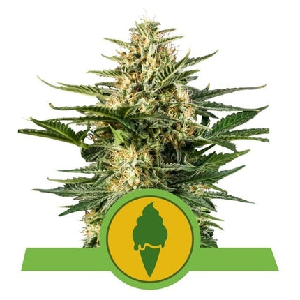 Royal Queen Seeds Green Gelato  Autoflower (Royal Queen Seeds)