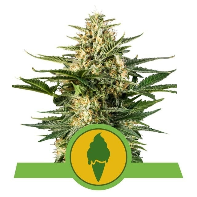 Royal Queen Seeds Green Gelato  Autoflower (Royal Queen Seeds)