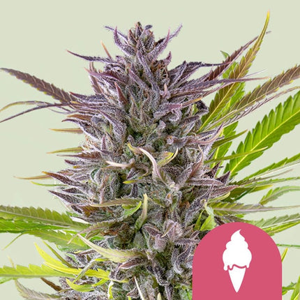 Royal Queen Seeds Green Gelato (Royal Queen Seeds)
