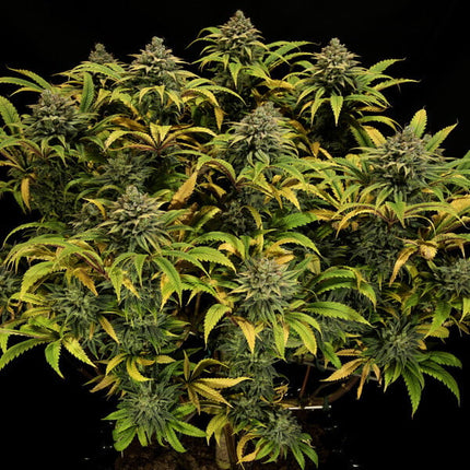 Royal Queen Seeds Green Gelato (Royal Queen Seeds)