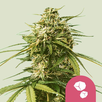 Royal Queen Seeds Gushers (Royal Queen Seeds)