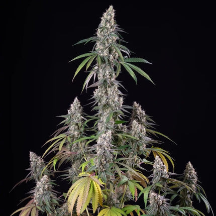 Royal Queen Seeds Gushers (Royal Queen Seeds)