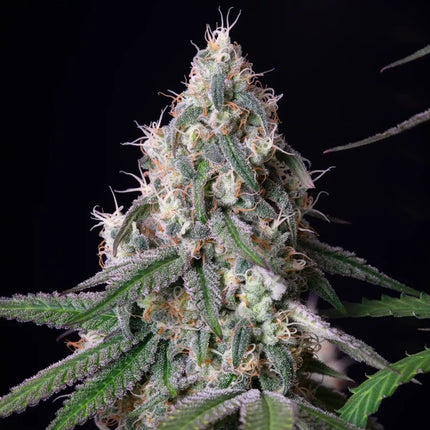 Royal Queen Seeds Gushers (Royal Queen Seeds)