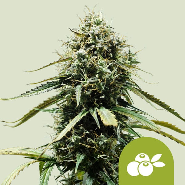 Royal Queen Seeds Haze Berry Auto (Royal Queen Seeds)