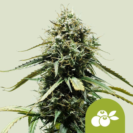 Royal Queen Seeds Haze Berry Auto (Royal Queen Seeds)