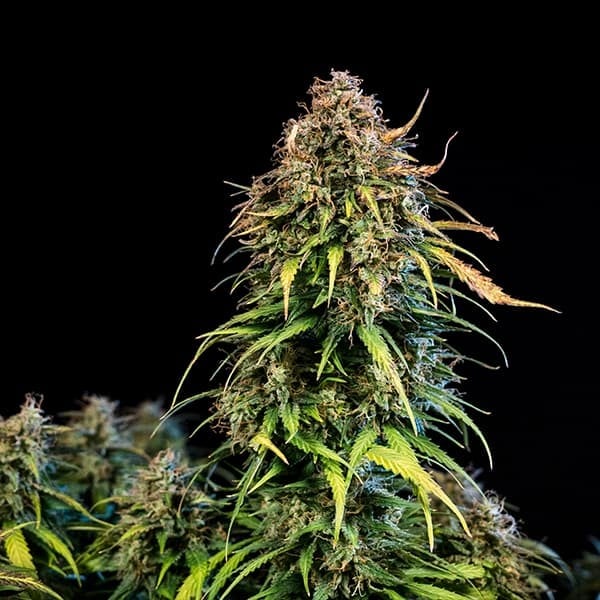 Royal Queen Seeds Haze Berry Auto (Royal Queen Seeds)
