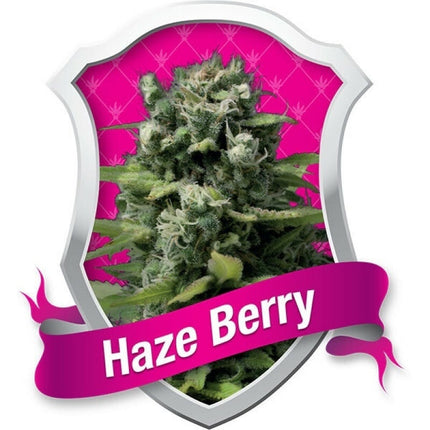 Royal Queen Seeds Haze Berry (Royal Queen Seeds)
