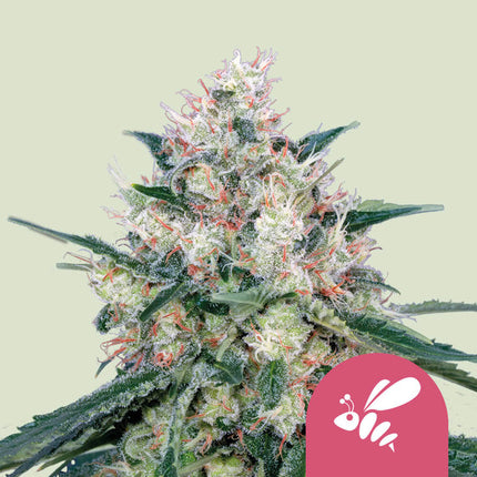 Royal Queen Seeds Honey Cream (Royal Queen Seeds)