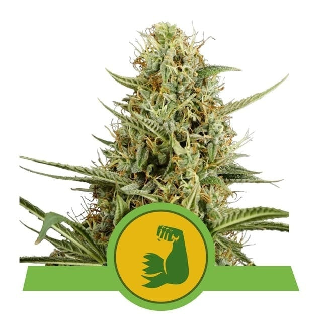 Royal Queen Seeds Hulkberry Auto (Royal Queen Seeds)