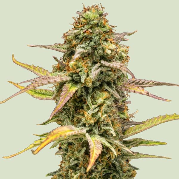 Royal Queen Seeds Hyperion F1 (Royal Queen Seeds)