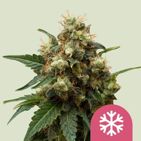 Royal Queen Seeds Ice (Royal Queen Seeds)