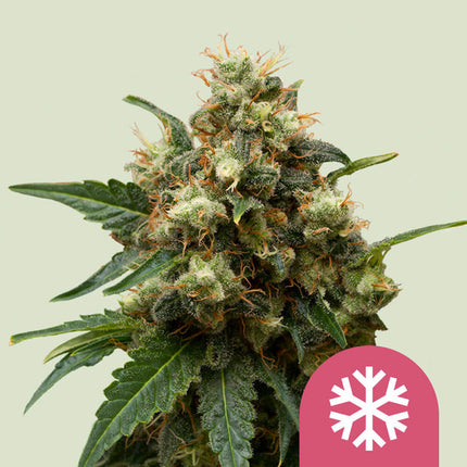 Royal Queen Seeds Ice (Royal Queen Seeds)