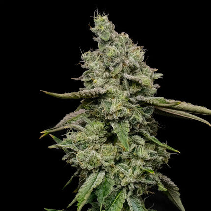 Royal Queen Seeds Ice (Royal Queen Seeds)