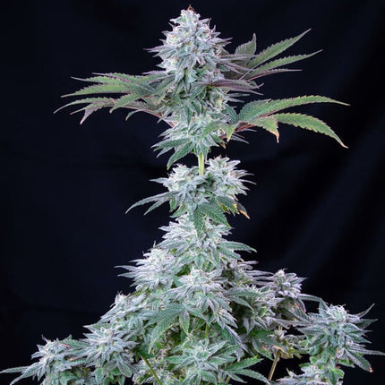 Royal Queen Seeds Ice (Royal Queen Seeds)