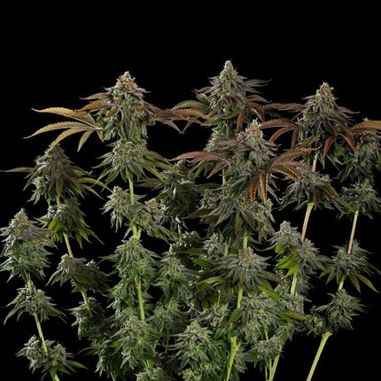Royal Queen Seeds Kali Dog (Royal Queen Seeds)
