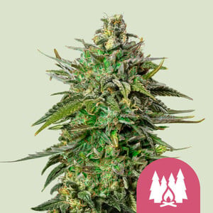 Royal Queen Seeds Larry OG (Royal Queen Seeds)