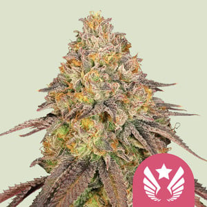 Royal Queen Seeds Legendary OG Punch (Royal Queen Seeds)