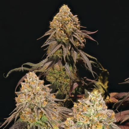 Royal Queen Seeds Legendary OG Punch (Royal Queen Seeds)