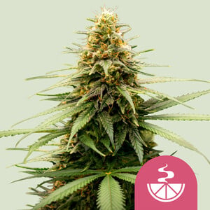 Royal Queen Seeds Lemon Skunk (Royal Queen Seeds)
