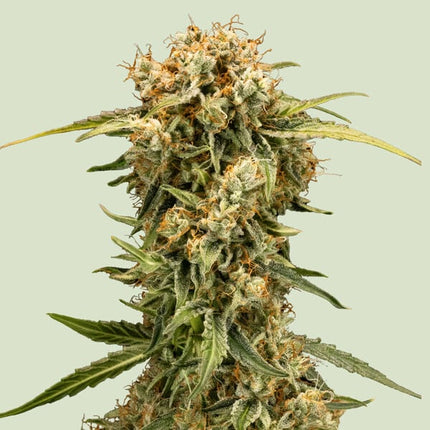 Royal Queen Seeds Medusa F1 (Royal Queen Seeds)