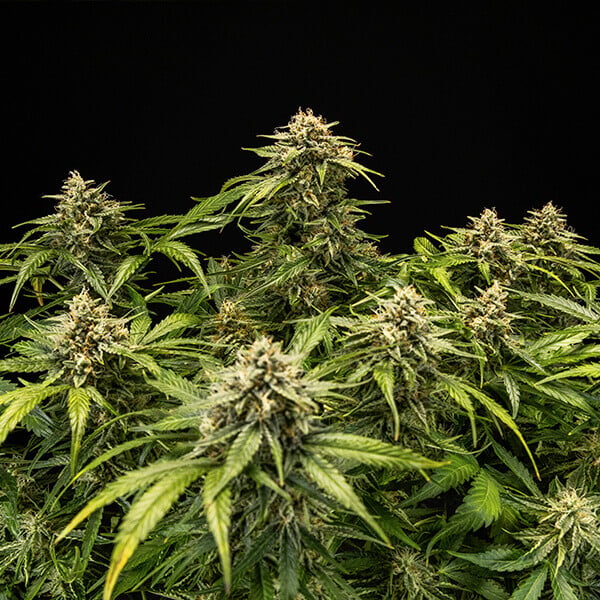 Royal Queen Seeds Medusa F1 (Royal Queen Seeds)