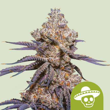 Royal Queen Seeds Mexican Rush Auto (Royal Queen Seeds)