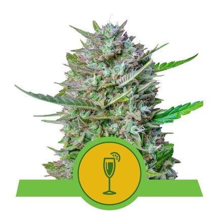 Royal Queen Seeds Mimosa Auto (Royal Queen Seeds)