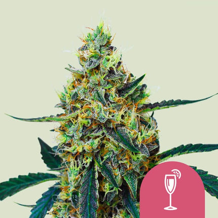 Royal Queen Seeds Mimosa (Royal Queen Seeds)