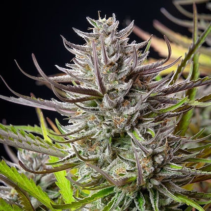 Royal Queen Seeds Mimosa (Royal Queen Seeds)
