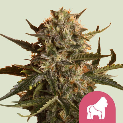 Royal Queen Seeds Mother Gorilla (Royal Queen Seeds)