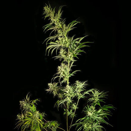 Royal Queen Seeds Mother Gorilla (Royal Queen Seeds)