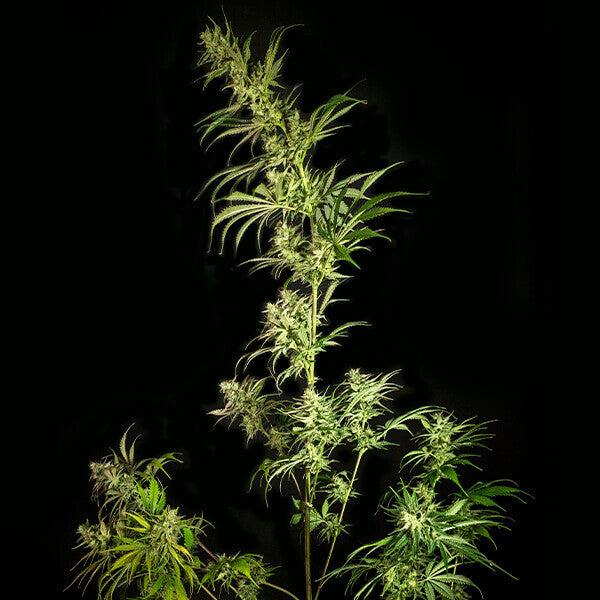 Royal Queen Seeds Mother Gorilla (Royal Queen Seeds)