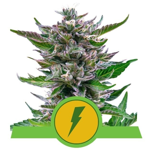Royal Queen Seeds North Thunderfuck Auto (Royal Queen Seeds)
