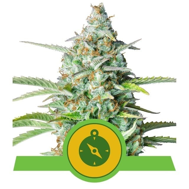 Royal Queen Seeds Northern Light Auto (Royal Queen Seeds)