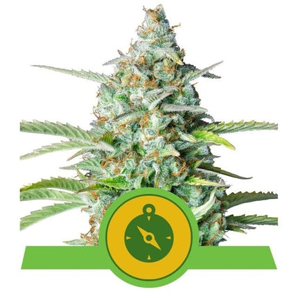 Royal Queen Seeds Northern Light Auto (Royal Queen Seeds)