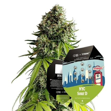 Royal Queen Seeds NYC Sour D Auto (Royal Queen Seeds)