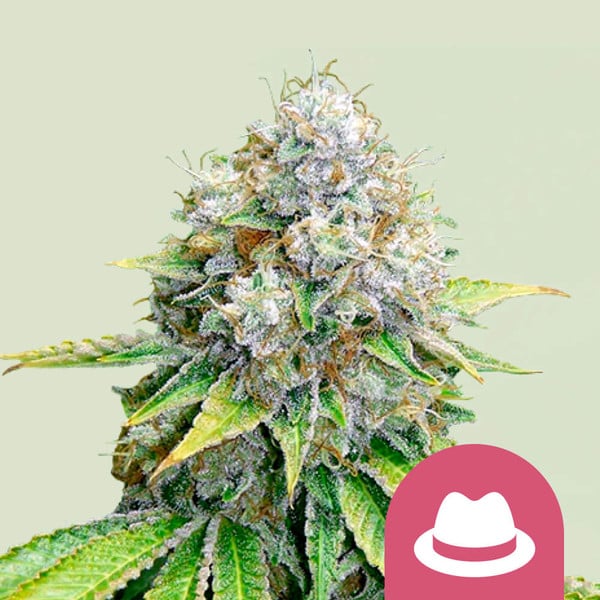 Royal Queen Seeds O.G. Kush (Royal Queen Seeds)