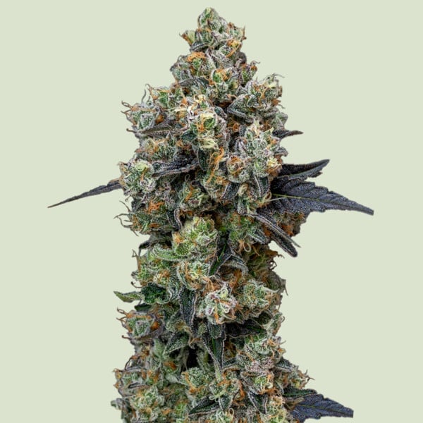 Royal Queen Seeds Orbital Banana F1 (Royal Queen Seeds)