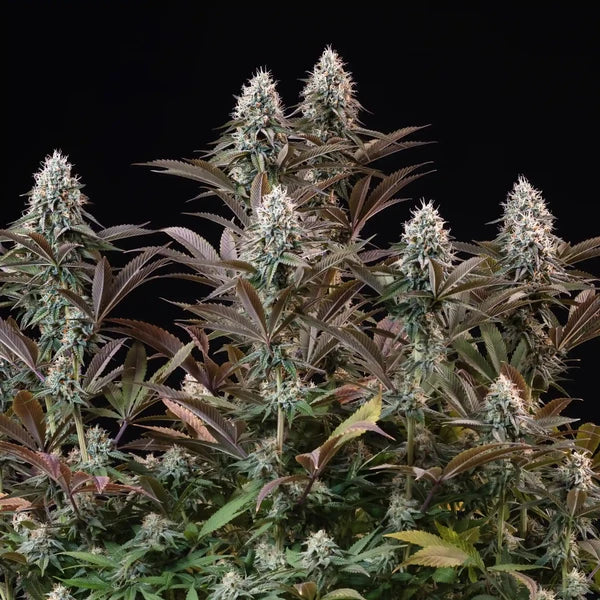 Royal Queen Seeds Orbital Banana F1 (Royal Queen Seeds)