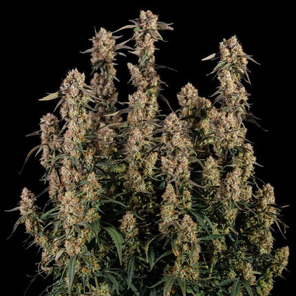 Royal Queen Seeds Orion F1 (Royal Queen Seeds)
