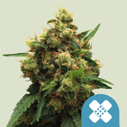 Royal Queen Seeds Painkiller XL (Royal Queen Seeds)