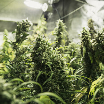 Royal Queen Seeds Painkiller XL (Royal Queen Seeds)