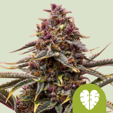 Royal Queen Seeds Pink Mist Auto (Royal Queen Seeds)