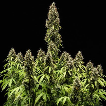 Royal Queen Seeds Pink Mist Auto (Royal Queen Seeds)