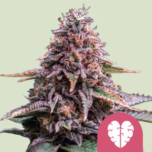 Royal Queen Seeds Pink Mist (Royal Queen Seeds)