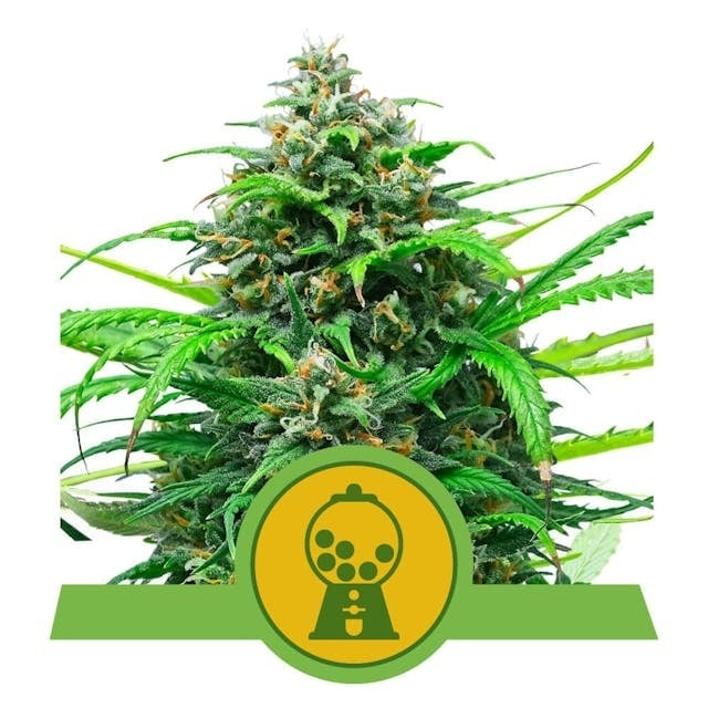 Royal Queen Seeds Pink Runtz Auto (Royal Queen Seeds)