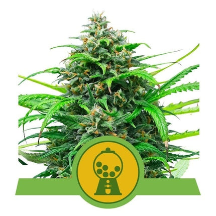 Royal Queen Seeds Pink Runtz Auto (Royal Queen Seeds)