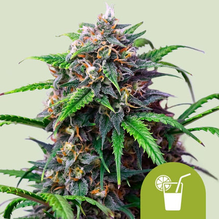 Royal Queen Seeds Purple Lemonade Auto (Royal Queen Seeds)
