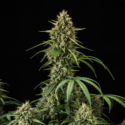 Royal Queen Seeds Purple Lemonade Auto (Royal Queen Seeds)