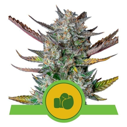 Royal Queen Seeds Purple Punch Auto (Royal Queen Seeds)